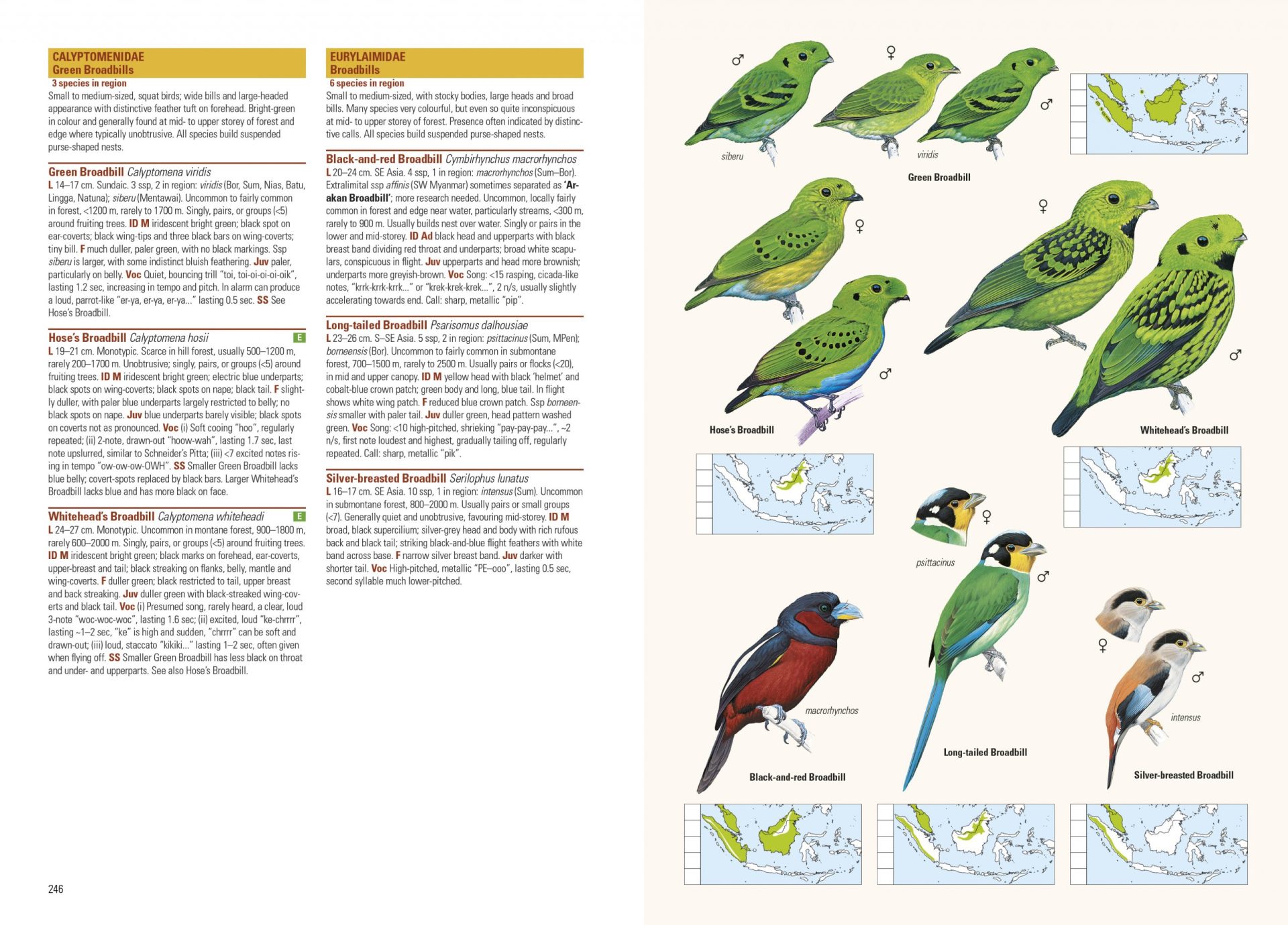 Sample page of Birds of the Indonesian Archipelago Birds of the Indonesian Archipelago sample page